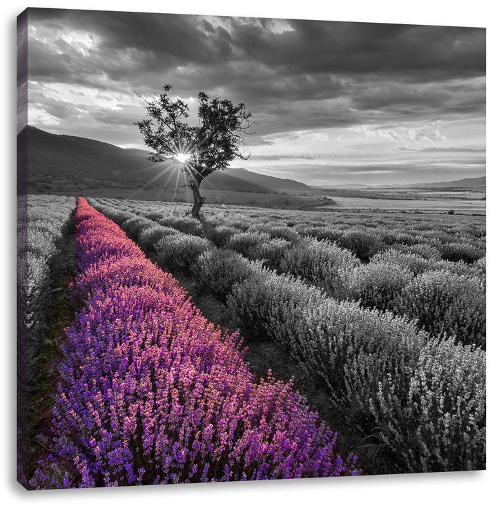 Pixxprint Lavendelfeld mit einsamen Baum schwarz/weiss, Format: 70x70 auf Leinwand, 70x70
