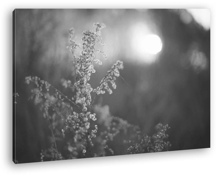 deyoli Gräser bei Dämmerung Effekt: Schwarz/Weiss im Format: 100x70 als Leinwandbild, Motiv fertig g