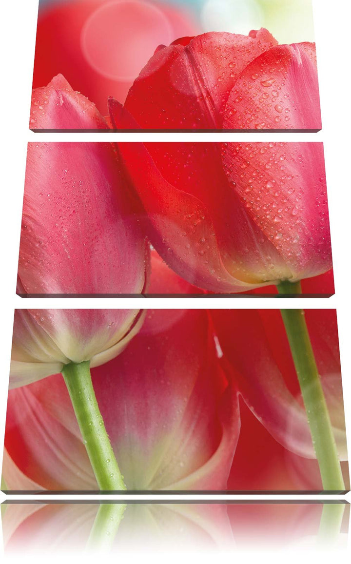 Pixxprint Rote Tulpen als Leinwandbild - Grösse: 3-Teilig (120x80cm) - Wandbild - Kunstdruck - ferti