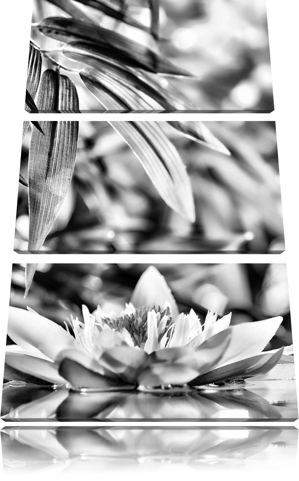 Pixxprint Weisse Seerose im Wasser Wellness als Leinwandbild/Grösse: 3 Teilig (120x80) cm/Wandbild/K