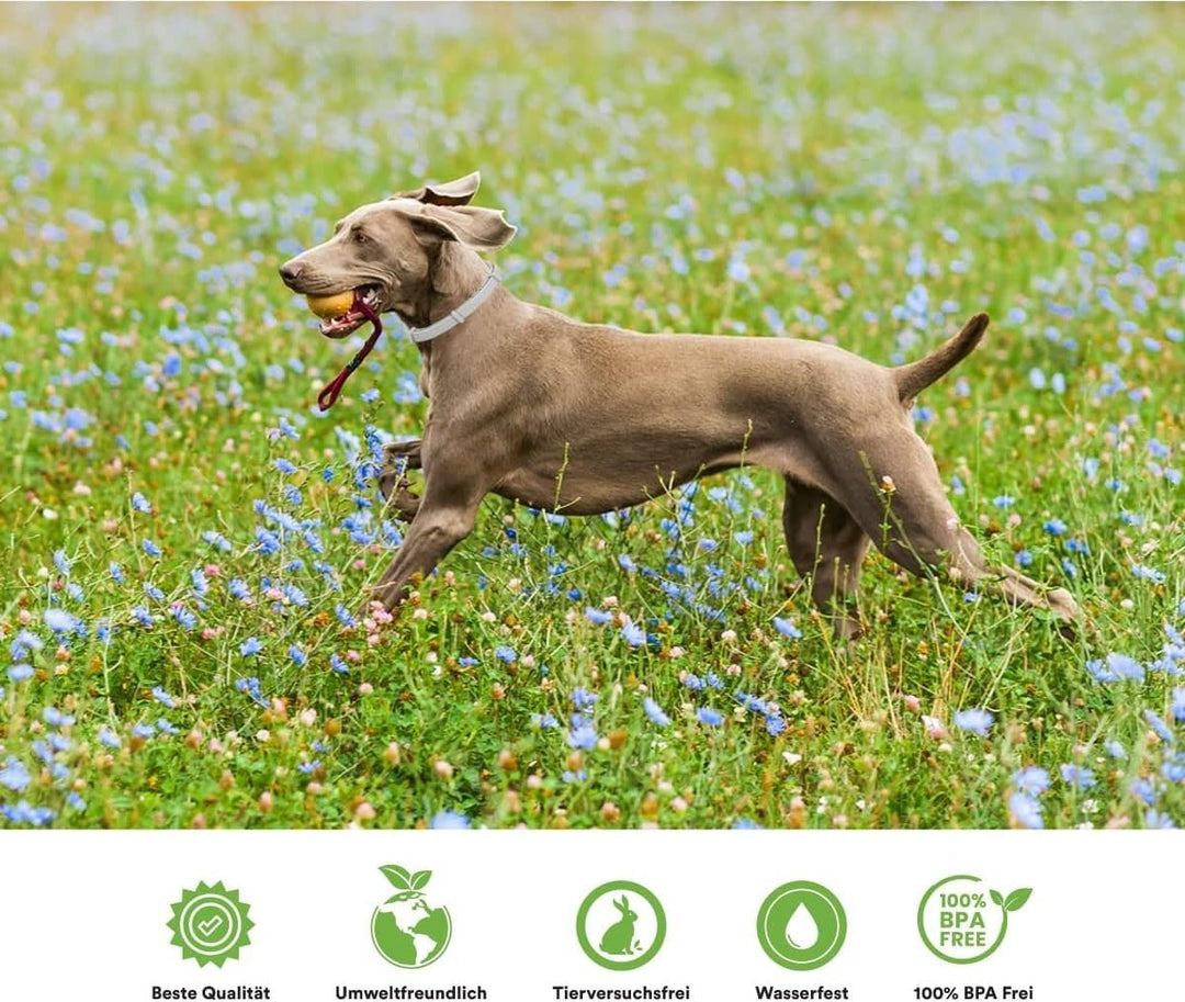 MC-Royal® Premium Zeckenhalsband für Hunde - Effektiver Schutz vor Ungeziefern - wasserdicht und ver