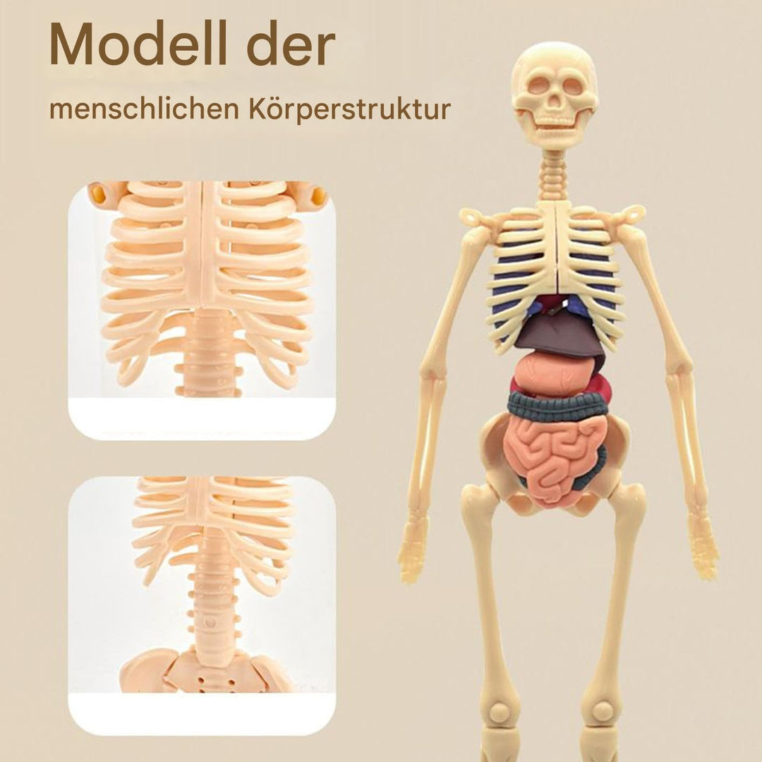 Anatomiemodell Für Kinder 3D | Menschlicher Torso Anatomisches Modell - Lehrreiches Bauspielzeug für
