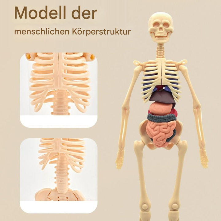 Anatomiemodell Für Kinder 3D | Menschlicher Torso Anatomisches Modell - Lehrreiches Bauspielzeug für