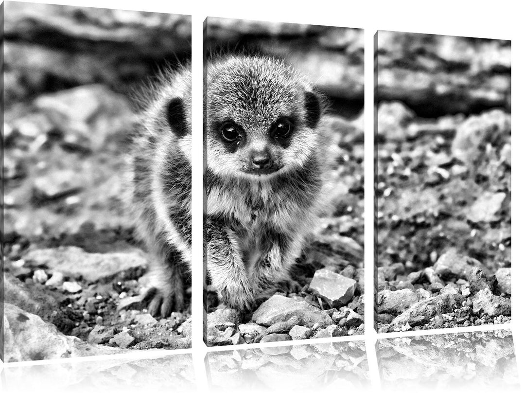 Pixxprint Erdmännchen zwischen Steinen als Leinwandbild/Grösse: 3 Teilig (120x80 cm) cm/Wandbild/Kun