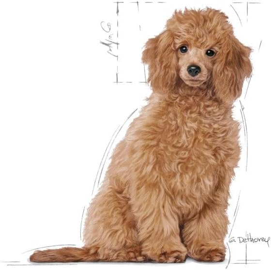 ROYAL CANIN Pudel Junior 3 kg, 1er Pack (1 x 3 kg)