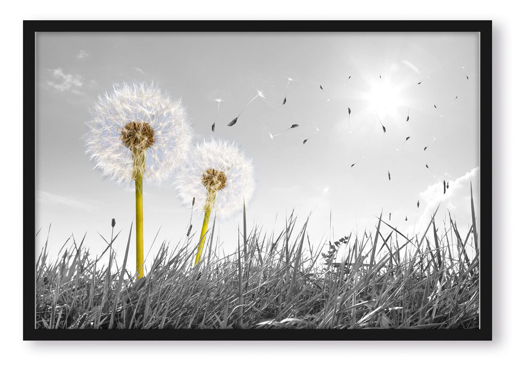 Generisch Pusteblumen auf Wiese, Poster im Bilderrahmen/Format: 80x60cm / Kunstdruck gerahmt, 80x60