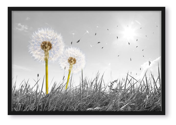 Generisch Pusteblumen auf Wiese, Poster im Bilderrahmen/Format: 80x60cm / Kunstdruck gerahmt, 80x60