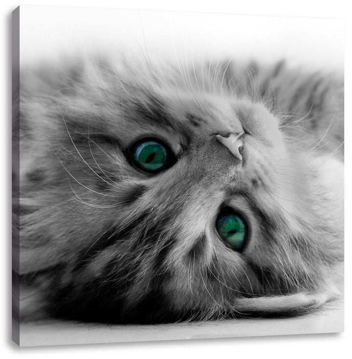 Pixxprint Süsses Katzenbaby Schwarz/Weiss, Format: 70x70 auf Leinwand, 70x70