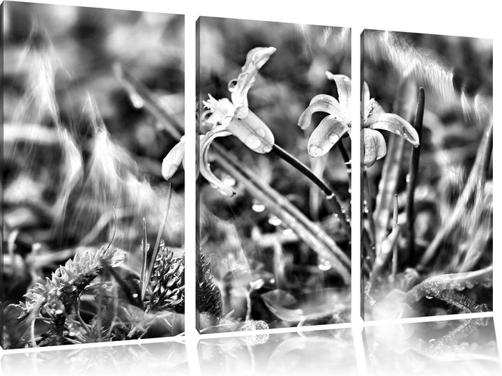 Pixxprint Kleine Lila Waldblume als Leinwandbild/Grösse: 3 Teilig (120x80) cm/Wandbild/Kunstdruck/fe