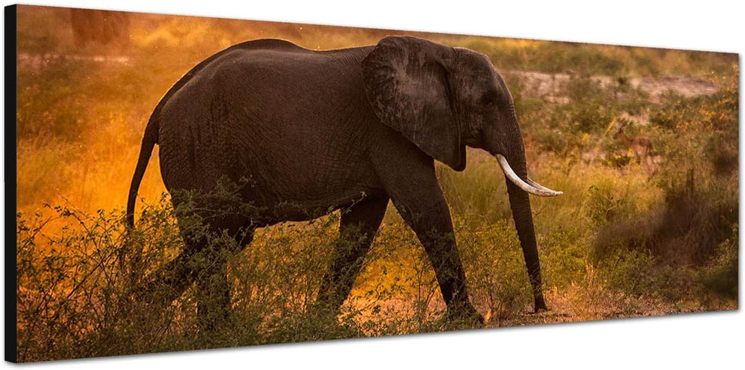 Paul Sinus Art Panoramabild auf Leinwand und Keilrahmen 120x40cm Wiese Bäume Elefant Morgensonne
