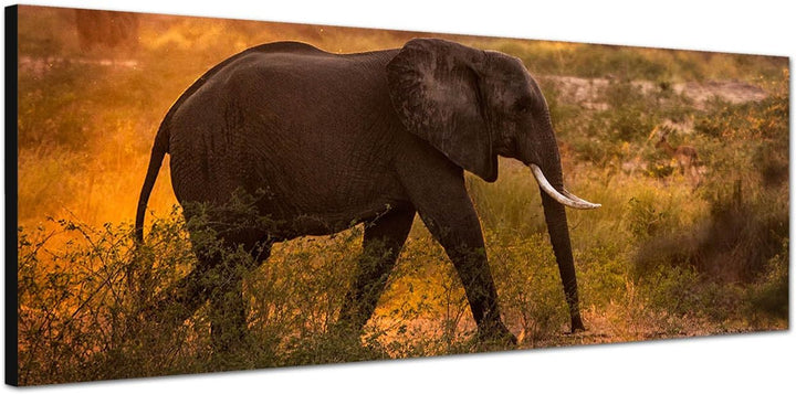 Paul Sinus Art Panoramabild auf Leinwand und Keilrahmen 120x40cm Wiese Bäume Elefant Morgensonne