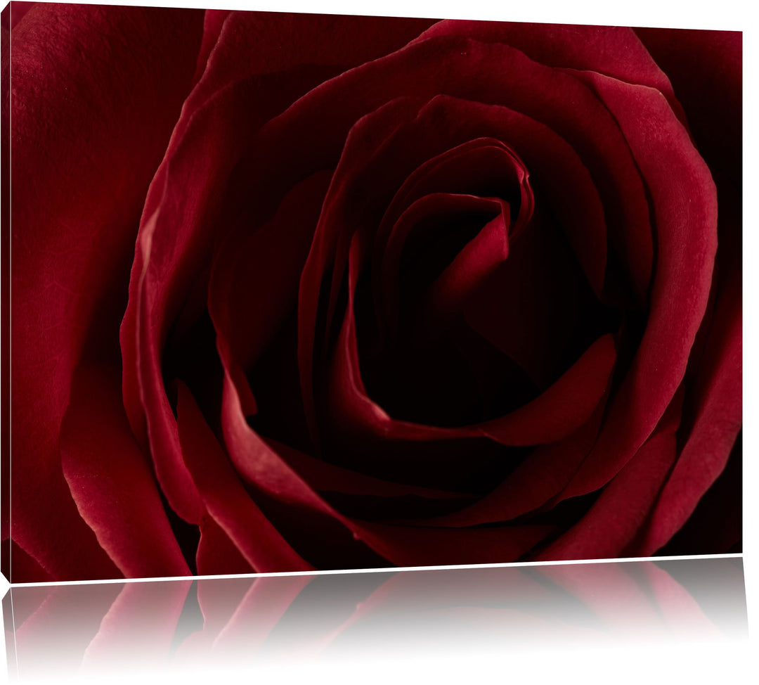 Pixxprint Rote Rose, Format: 100x70 auf Leinwand, XXL riesige Bilder fertig gerahmt mit Keilrahmen,