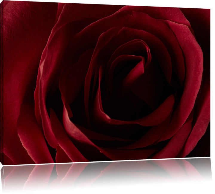Pixxprint Rote Rose, Format: 100x70 auf Leinwand, XXL riesige Bilder fertig gerahmt mit Keilrahmen,