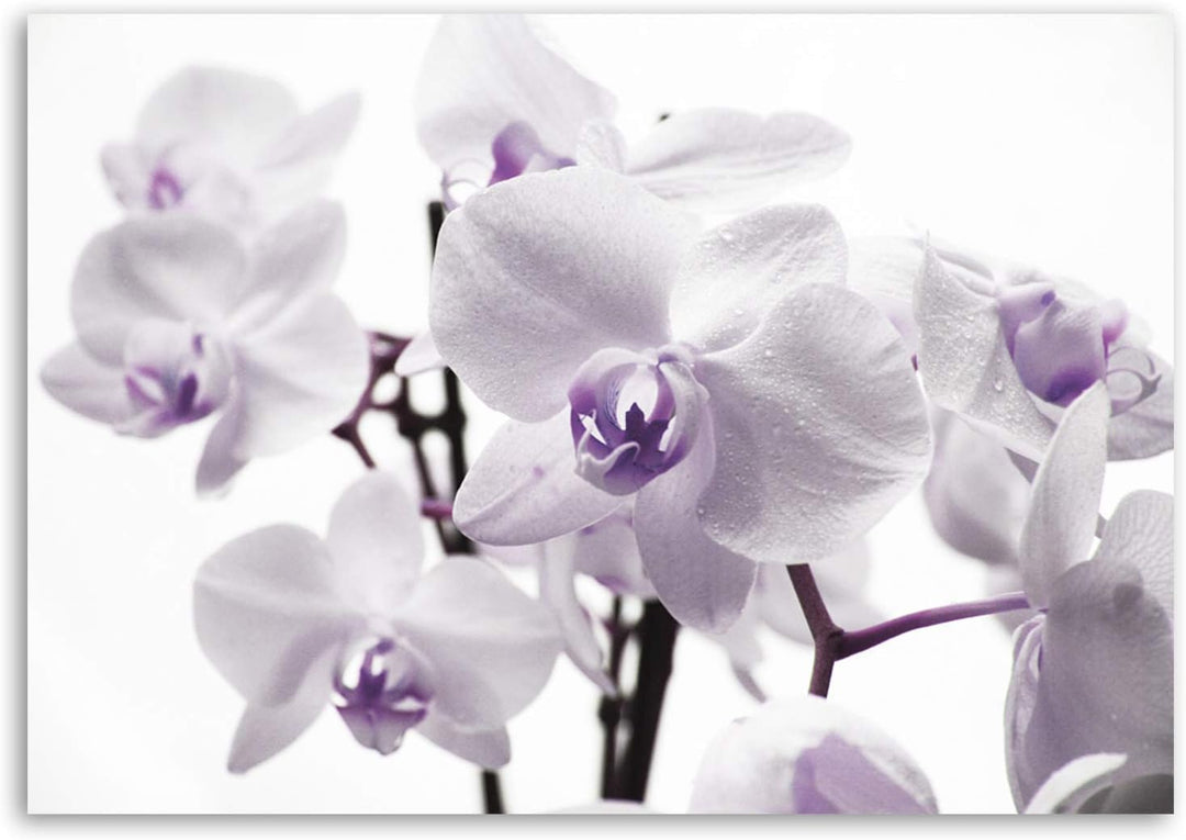 Feeby, Leinwandbild, Bilder, Wand Bild, Wandbilder, Kunstdruck 80x120cm, Blumen, ORCHIDEEN, MAKRO, W