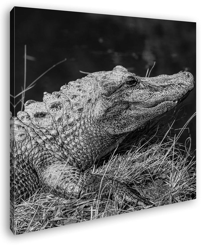 deyoli ruhiger Alligator Format: 70x70 Effekt: Schwarz&Weiss als Leinwandbild, Motiv fertig gerahmt