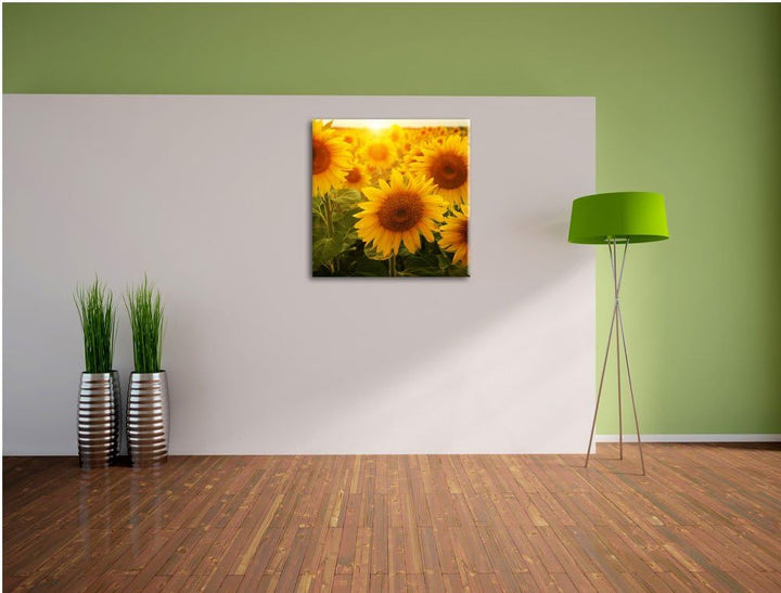 Sonnenblumen auf dem Feld, Format: 70x70 auf Leinwand, XXL riesige Bilder fertig gerahmt mit Keilrah