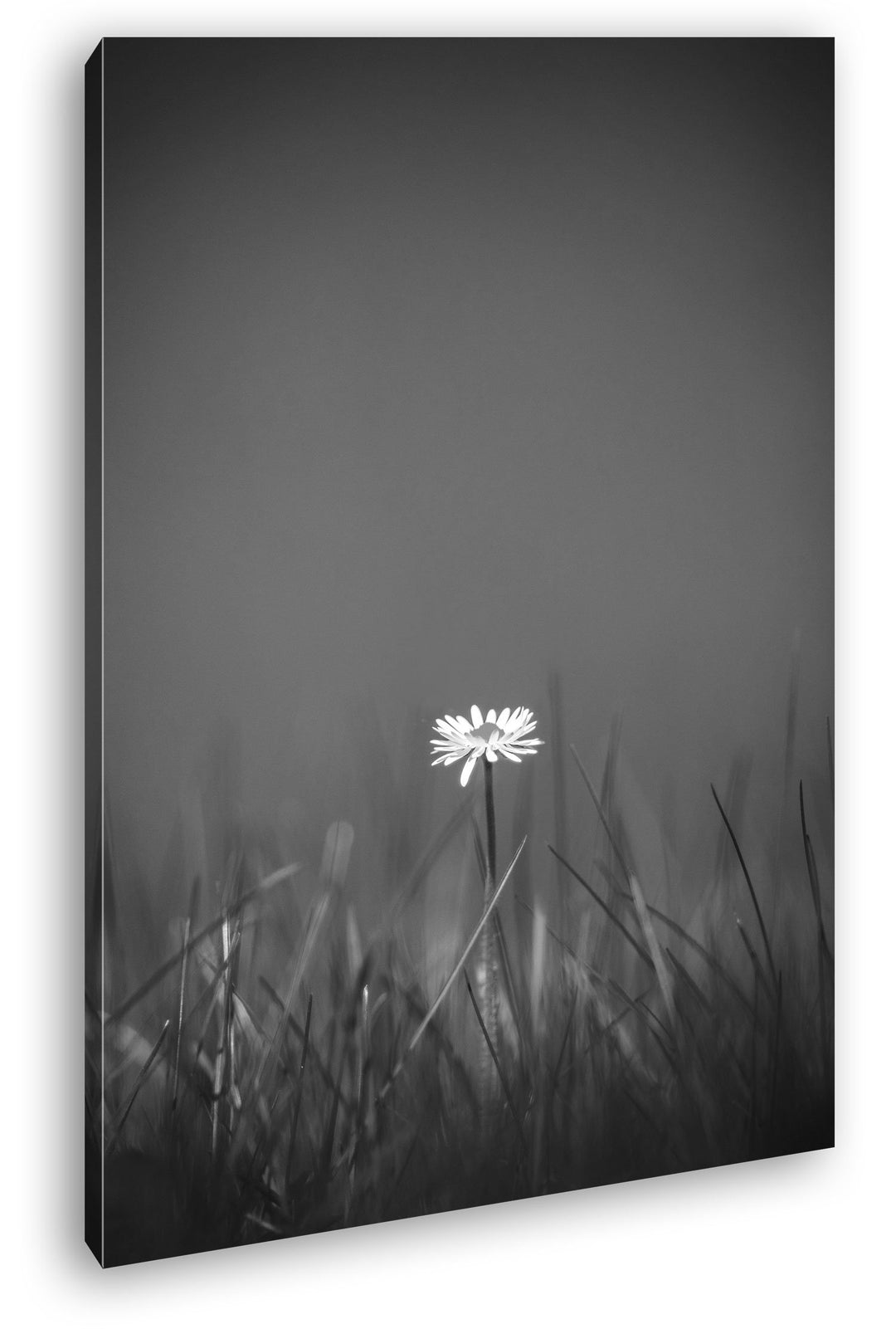 deyoli einzelnes Gänseblümchen Effekt: Schwarz/Weiss Format: 80x60 als Leinwandbild, Motiv fertig ge
