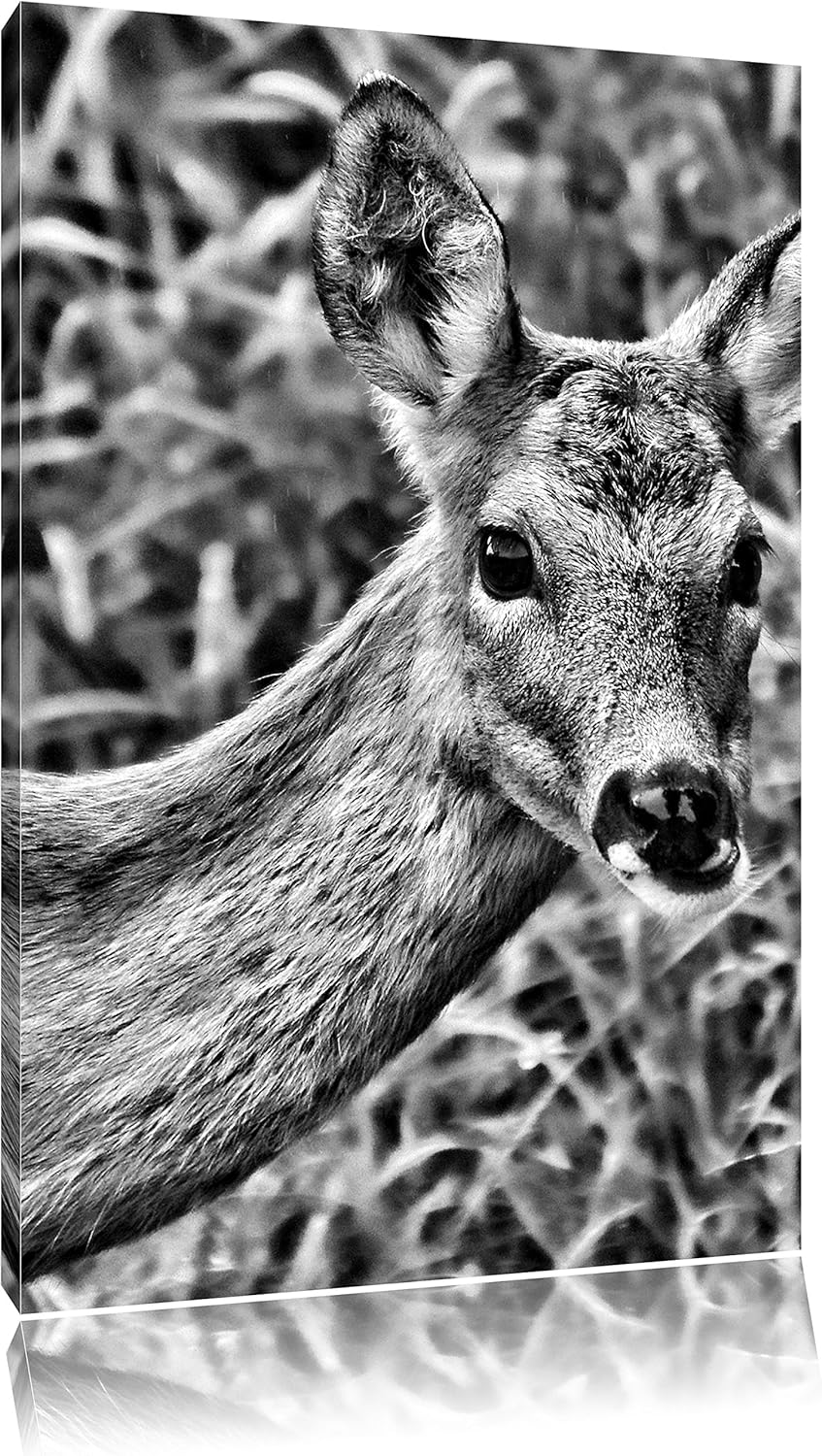 Monocrome, scheues Reh, Format: 100x70 auf Leinwand, XXL riesige Bilder fertig gerahmt mit Keilrahme