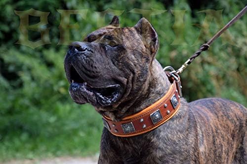 Bestia™ "Eros Echtleder Hundehalsband für grosse Hunde. 100% Leder. Weich gepolstert. 6,3 cm breit.