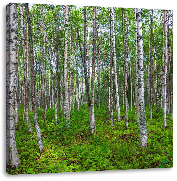 Pixxprint Birkenwald, Format: 70x70 auf Leinwand, XXL riesige Bilder fertig gerahmt mit Keilrahmen,