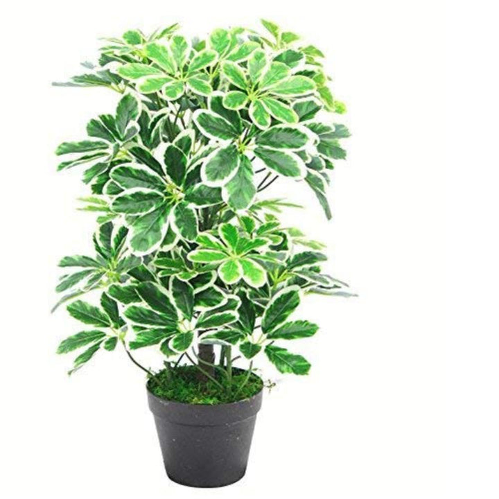 Künstlicher Schefflera Arboricola Regenschirm, 55 cm, Schwarz, 55 cm Langer Lichtstrumpf, 55cm Light