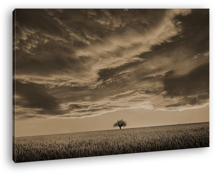 deyoli EIN einzelner Baum auf einem weitem Feld Format: 120x80 Effekt: Sepia als Leinwandbild, Motiv