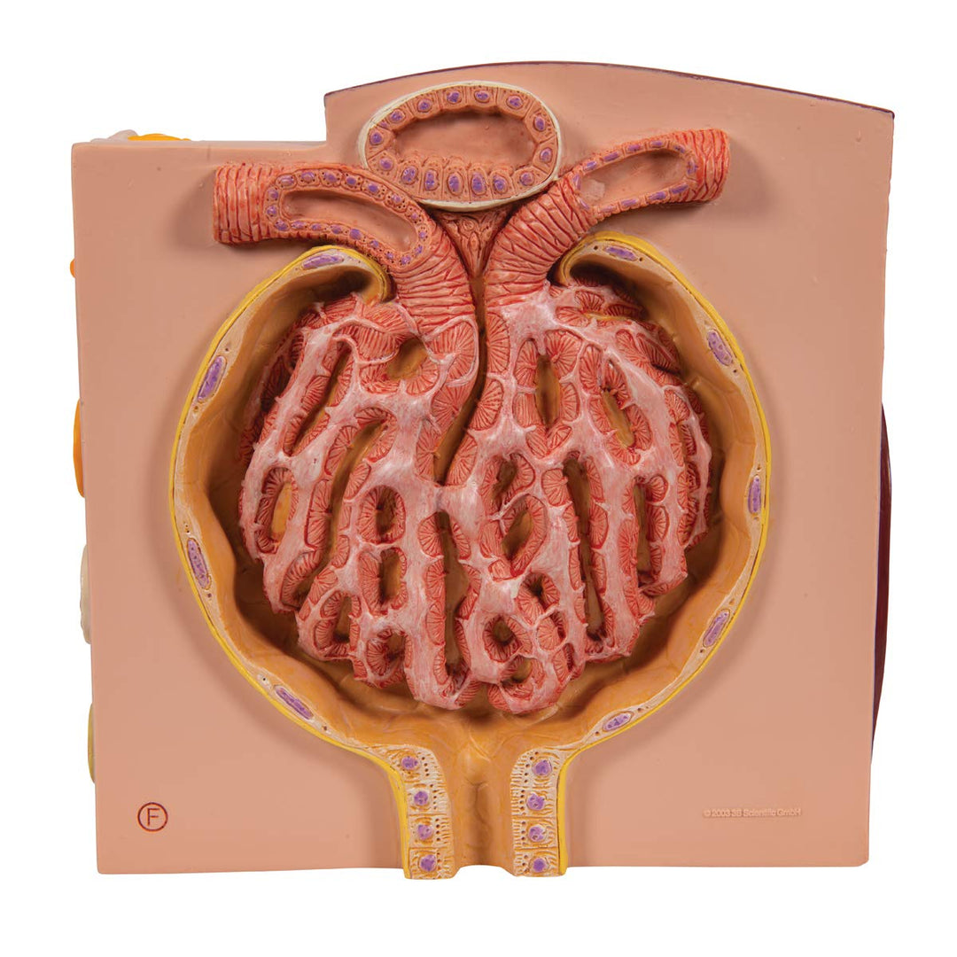 3B Scientific Menschliche Anatomie - MICROanatomy™ Niere + kostenlose Anatomie App - 3B Smart Anatom