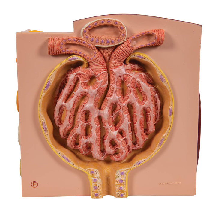 3B Scientific Menschliche Anatomie - MICROanatomy™ Niere + kostenlose Anatomie App - 3B Smart Anatom