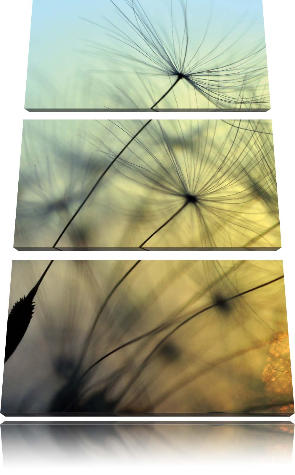 Pixxprint Pusteblumen mit Tautropfen als Leinwandbild/Grösse: 3 Teilig (120x80) cm/Wandbild/Kunstdru