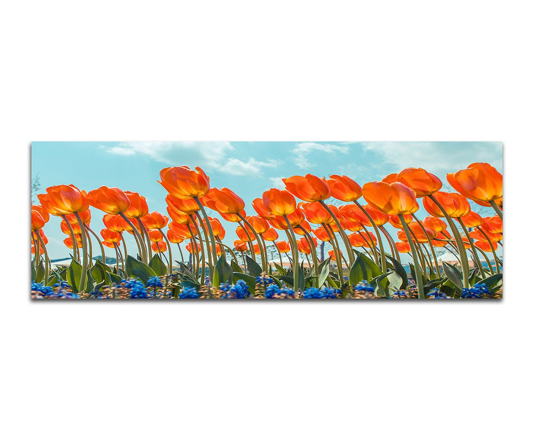 Paul Sinus Art Panoramabild auf Leinwand und Keilrahmen 150x50cm Tulpenfeld Blumen Himmel Frühling