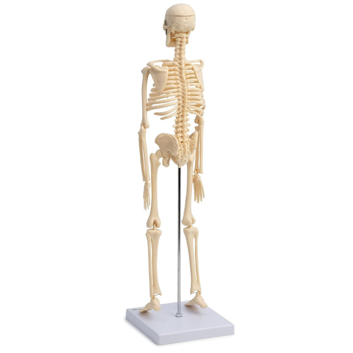 Cranstein A-121 Kleines Mini Skelett Modell 45cm | Beige | Kleines Skelett Anatomie Modell | Deko |