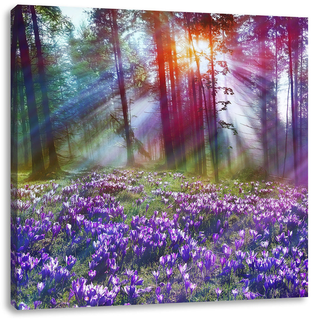 Lavendel im Wald, Format: 70x70 auf Leinwand, XXL riesige Bilder fertig gerahmt mit Keilrahmen, Kuns