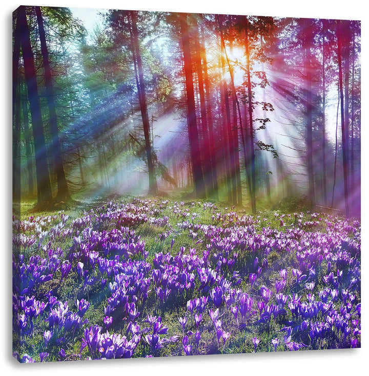 Lavendel im Wald, Format: 70x70 auf Leinwand, XXL riesige Bilder fertig gerahmt mit Keilrahmen, Kuns