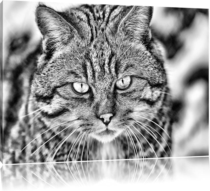 Monocrome, lauernde Manul, Format: 100x70 auf Leinwand, XXL riesige Bilder fertig gerahmt mit Keilra
