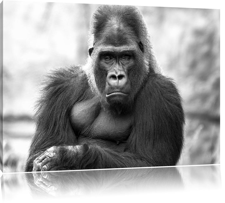 Pixxprint gelangweilter Gorilla Kunst B&W / 100x70cm Leinwandbild bespannt auf Holzrahmen/Wandbild K