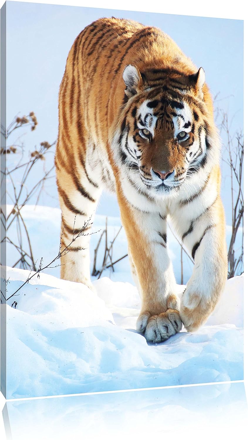 Tiger im Schnee, Format: 100x70 auf Leinwand, XXL riesige Bilder fertig gerahmt mit Keilrahmen, Kuns