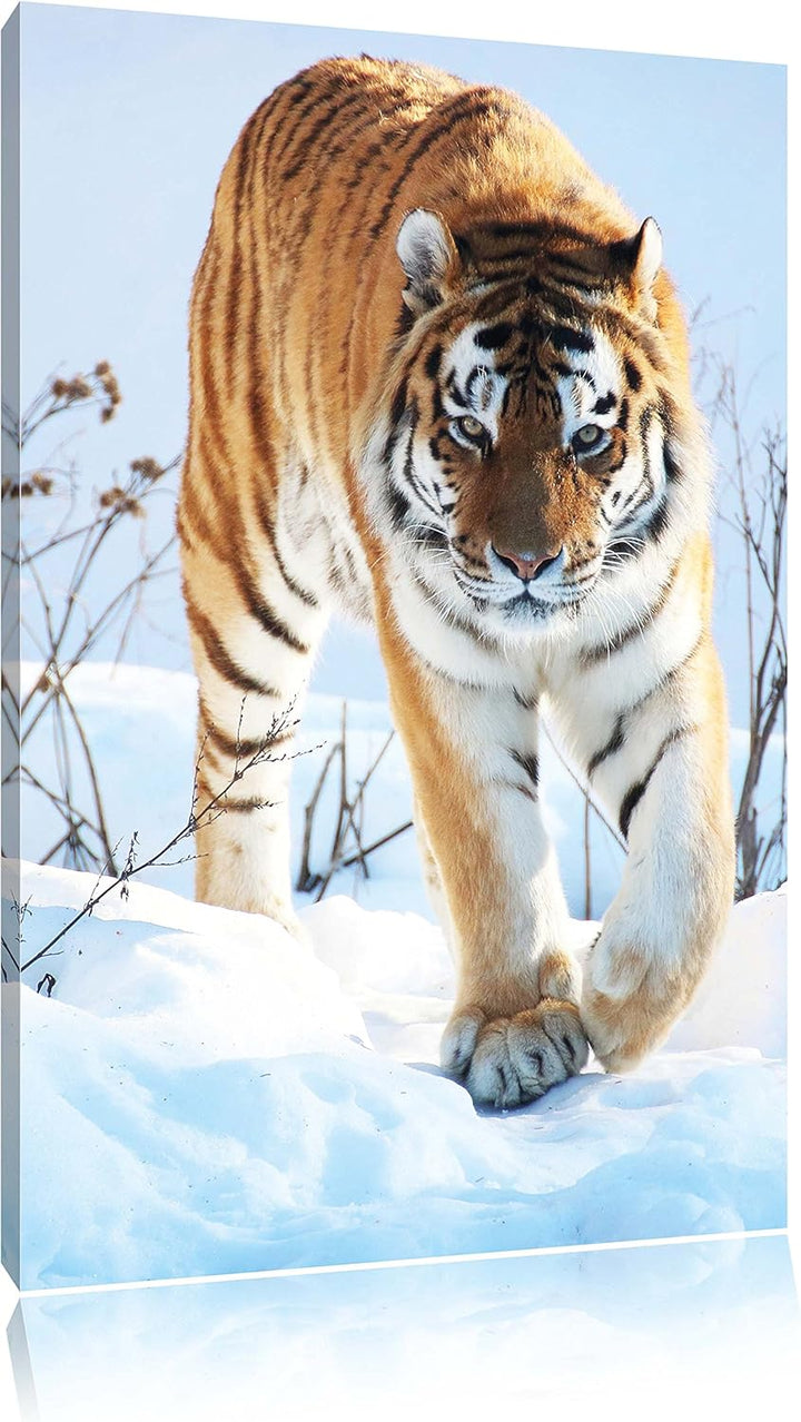 Tiger im Schnee, Format: 100x70 auf Leinwand, XXL riesige Bilder fertig gerahmt mit Keilrahmen, Kuns