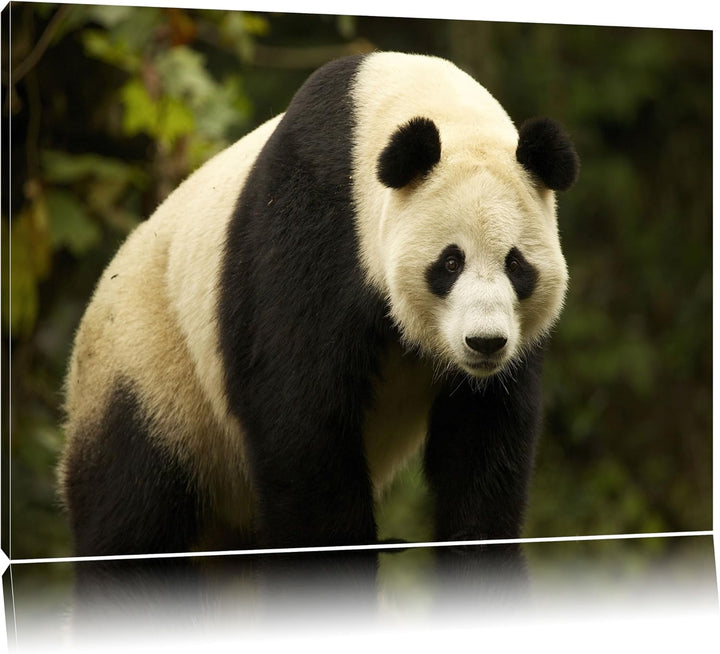 Pixxprint grosser Pandabär Leinwand, XXL riesige Bilder fertig gerahmt mit Keilrahmen, Kunstdruck au