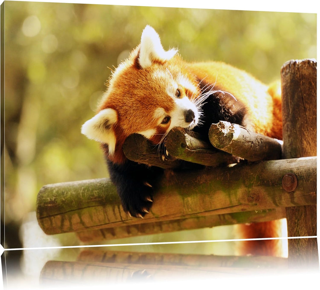 Kleiner Panda träumt Format: 100x70 auf Leinwand, XXL riesige Bilder fertig gerahmt mit Keilrahmen,