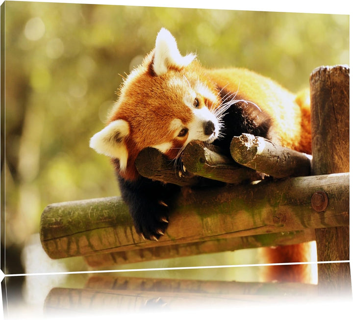 Kleiner Panda träumt Format: 100x70 auf Leinwand, XXL riesige Bilder fertig gerahmt mit Keilrahmen,