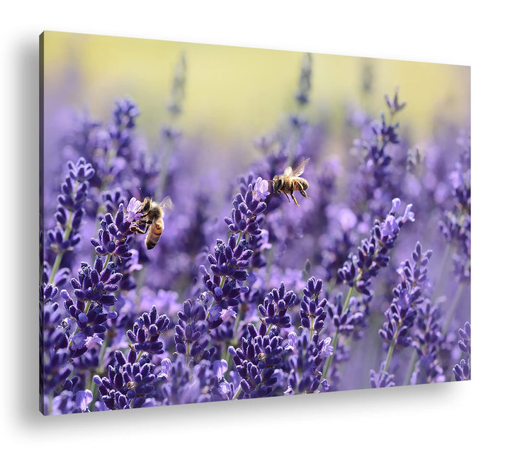 deyoli Bienen im blühenden Lavendel Format:90x60 cm als Leinwandbild, Motiv fertig gerahmt auf Echth
