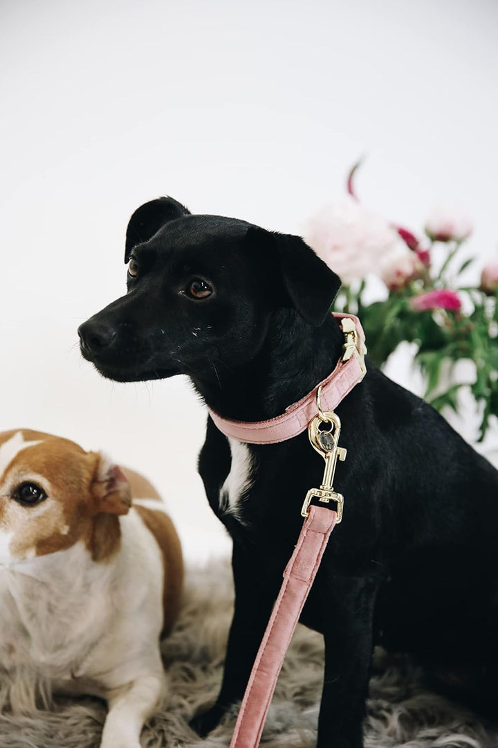 Kentucky Dogwear Halsband Dog Collar 'Velvet' - Old Rose, L L soft rose, L soft rose
