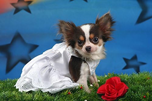 DoggyDolly Brautkleid, weiss, M M Brust 41-43cm, Rücken 28-30cm, M Brust 41-43cm, Rücken 28-30cm