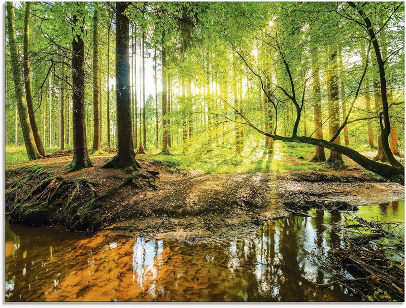 ARTLAND Küchenrückwand Glas mit Motiv Spritzschutz 80x60 cm Wald Natur Bäume Landschaft Sonne Sonnen