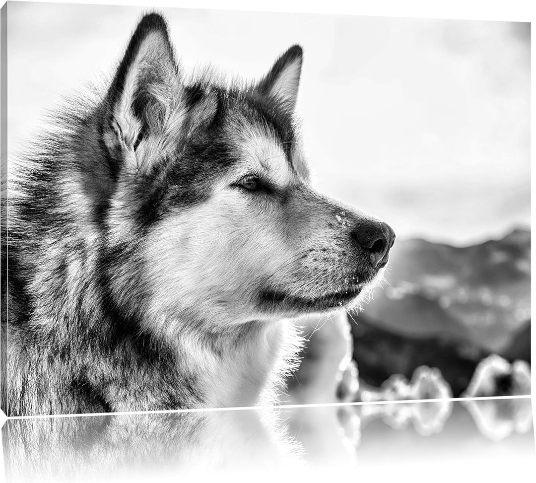 Pixxprint Süsser Husky im Schnee als Leinwandbild/Grösse: 100x70 cm/Wandbild/Kunstdruck/fertig bespa