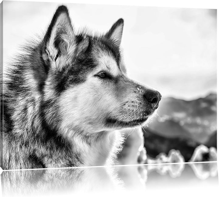 Pixxprint Süsser Husky im Schnee als Leinwandbild/Grösse: 100x70 cm/Wandbild/Kunstdruck/fertig bespa