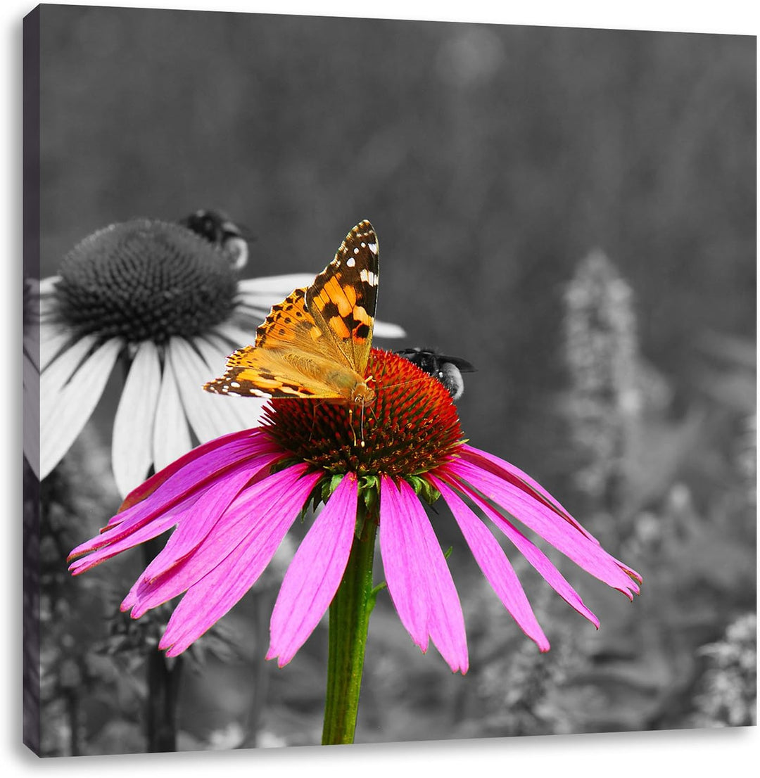 Pixxprint Schmetterling auf Kornblume als Leinwandbild Quadratisch/Grösse: 70x70 / Wandbild/Kunstdru