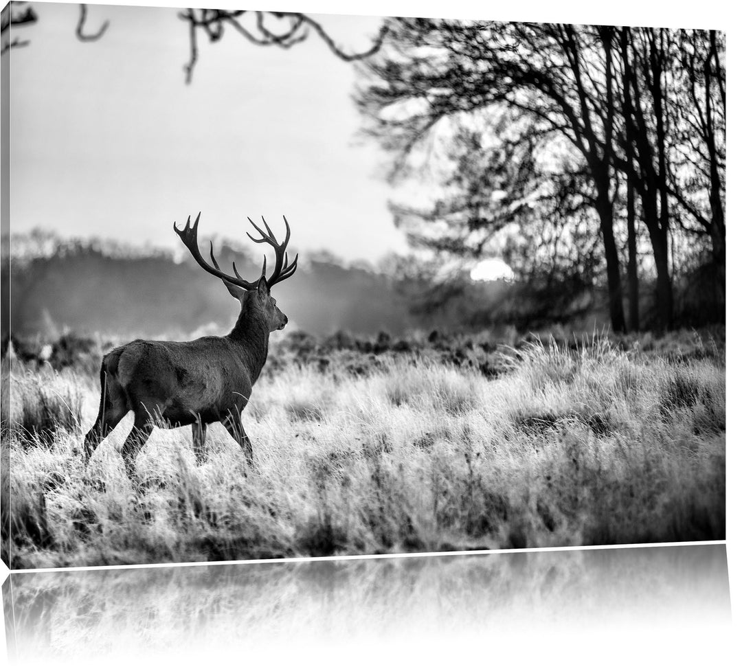 Pixxprint Monocrome, Hirsch im Sonnenuntergang, Format: 100x70 auf Leinwand, 100x70