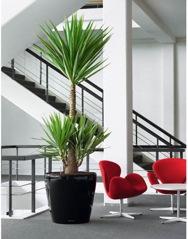 LECHUZA CLASSICO Premium LS 43 schwarz hochglanz 16089 43.5x43.5x39.5 cm Schwarz Hochglanz Einzel, 4