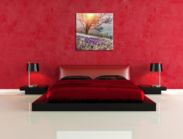 Krokusswiese in Gebirge, Format: 70x70 auf Leinwand, XXL riesige Bilder fertig gerahmt mit Keilrahme